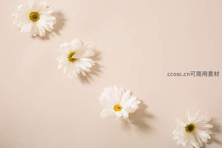 米色背景四朵雏菊，极简构图