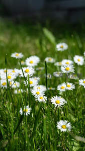 阳光洒落草地上的雏菊花海