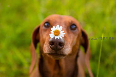 萌犬鼻尖顶着一朵小雏菊