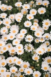 白色雏菊盛开的花海特写