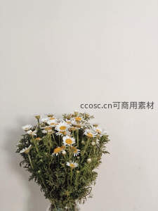 玻璃瓶中雏菊静谧插花场景