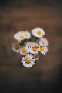 虚化木纹背景中的雏菊焦点