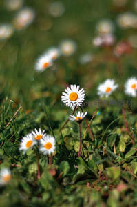 草地上星星点点的野雏菊