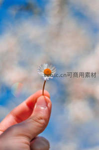 手捧雏菊，蓝天为幕