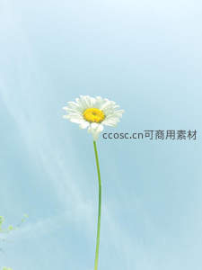 单支雏菊迎风绽放