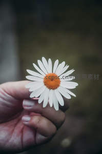 掌心绽放的雏菊特写