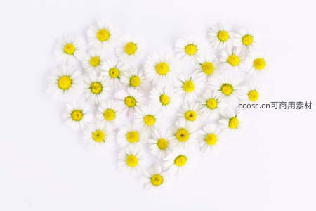 雏菊拼成爱心，纯白背景浪漫温馨