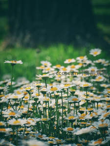 林间雏菊随风轻舞摇曳