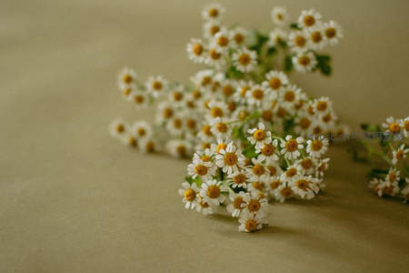 浅色背景上的雏菊小束