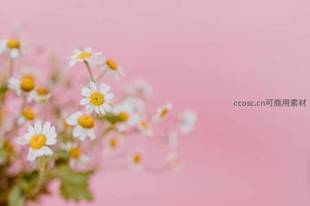 粉嫩背景衬托雏菊绽放，温柔治愈系画面