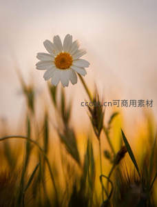 夕阳余晖中的雏菊剪影，温柔而富有诗意