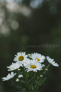 微距下的雏菊绽放，清新自然