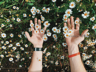 双手轻抚雏菊花海，拥抱自然