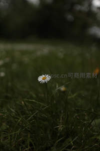 草丛孤雏菊，暗调意境悠远