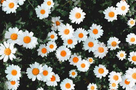 满屏雏菊盛放，橙白相映成趣