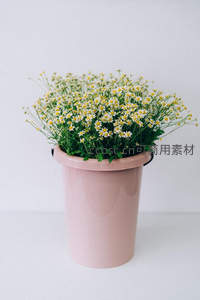 粉色桶装雏菊，简约清新治愈