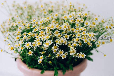 粉色花盆中的雏菊花束，清新自然