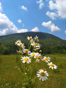山野雏菊迎风摇曳，蓝天白云作背景
