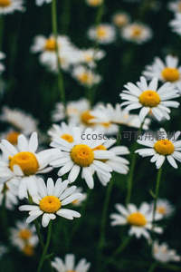 微距下的雏菊特写，花瓣清晰可见