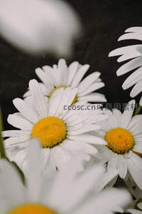 微距下的雏菊，花瓣上水珠晶莹剔透