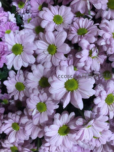 淡紫雏菊绽放，露珠点缀清新自然