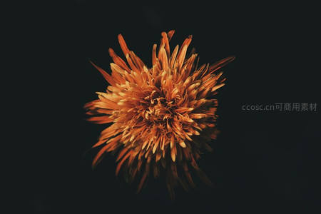 橙色菊花独绽于暗夜，热烈如火