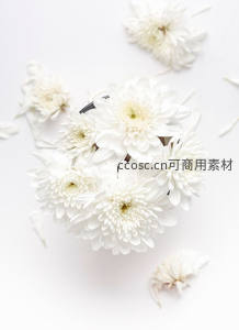 纯白菊花静置素雅背景之上