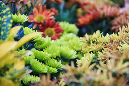 多彩菊花争艳，绿黄红交织成画