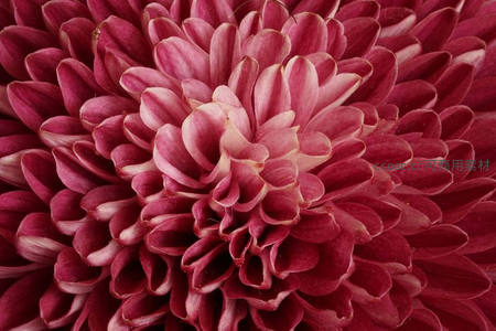 深粉菊花特写，花瓣纹理清晰可见