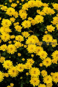 满园金菊怒放，灿烂如黄金海洋