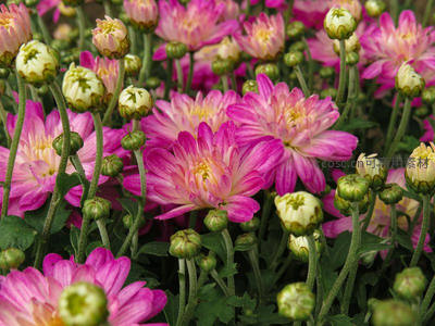 粉白渐变菊花与花苞，生机勃勃