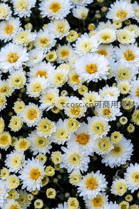 繁茂盛开的白色小菊丛