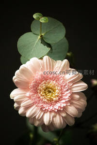 粉色雏菊与尤加利叶静物