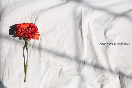 红花静卧白布，光影斑驳如诗