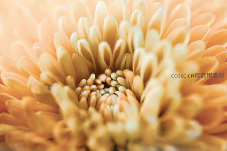 金黄菊花微距特写，花蕊清晰可见