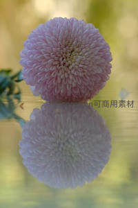 粉菊水面倒影，虚实相映如画