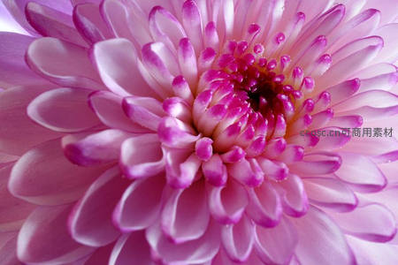 粉紫菊花微距特写绽放细节