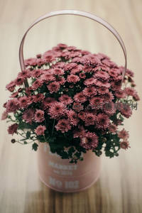 粉色桶装菊花温馨家居装饰