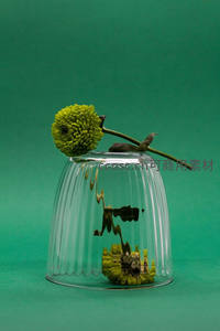 绿色菊花倒扣玻璃杯中艺术摆拍