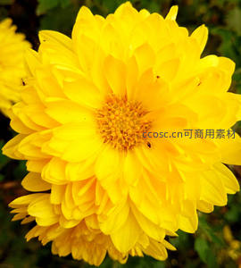 金黄菊花特写吸引小飞虫