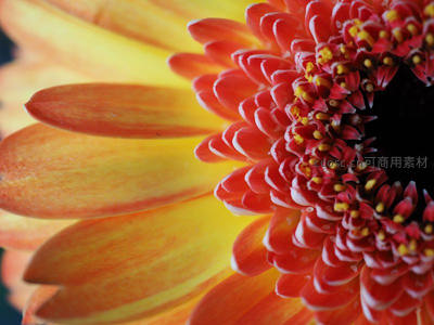 橙红花瓣特写展现自然纹理与色彩