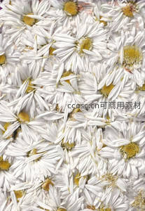 纯白雏菊铺满画面如雪毯般纯净