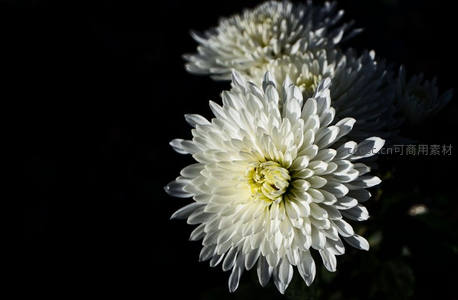 暗影中的洁白菊花绽放