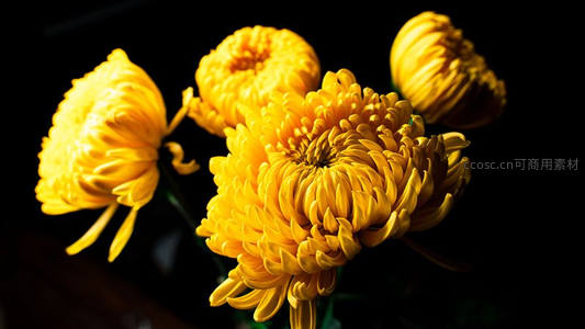 暗背景下金色菊花的戏剧光影
