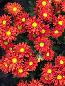 鲜艳橙红菊花密集绽放，黄蕊夺目耀眼