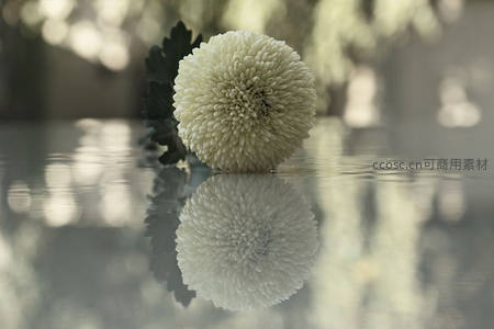 洁白菊花静卧水面，倒影如镜意境悠远