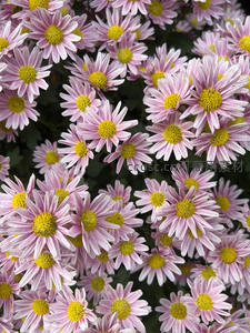 淡紫雏菊铺满画面，黄心点缀清新雅致