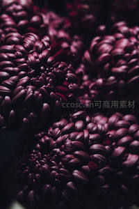 深紫菊花特写展现花瓣层叠之美