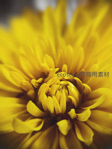 金黄菊花中心绽放生机勃勃