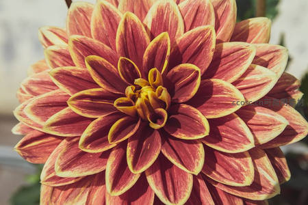 红黄条纹大丽花绽放优雅姿态